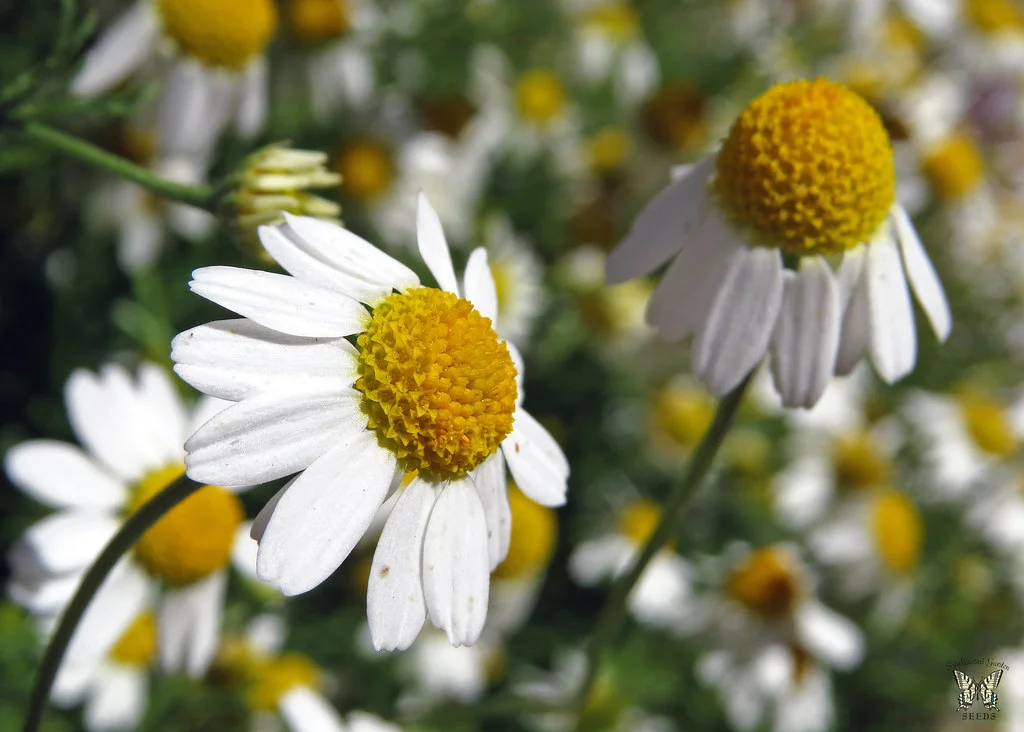 Tisane de camomille et gingembre frais, remèdes naturels contre le reflux gastrique