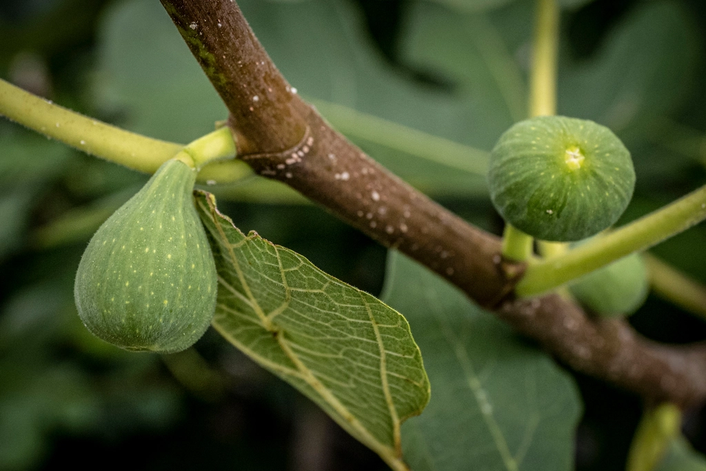 Jeunes figues et bourgeons sur une branche de figuier, base du macérat de bourgeons en gemmothérapie