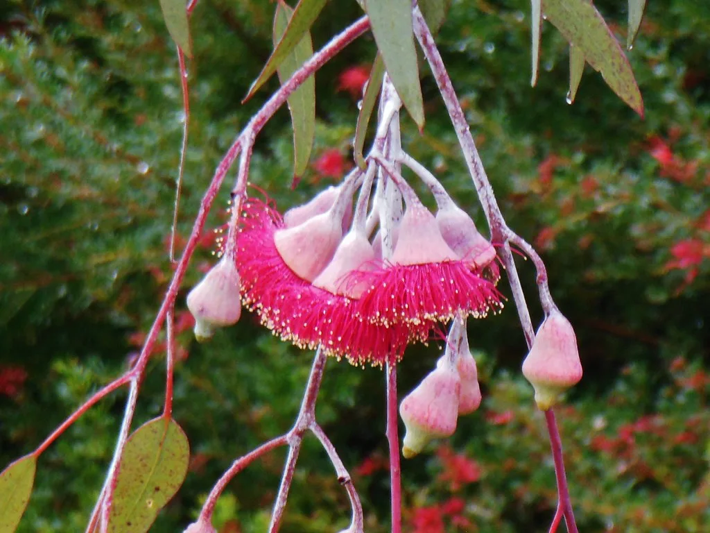 Rameau d'eucalyptus dont sont extraites les feuilles pour la distillation de l'huile essentielle d'eucalyptus radié