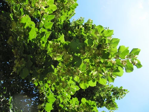 Fleurs de tilleul, plante médicinale pour la tension artérielle naturelle