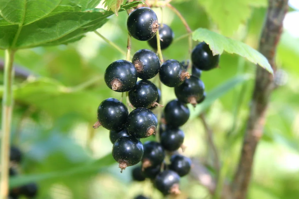 Grappes de baies de cassis (Ribes nigrum) sur leur arbuste, base de la gemmothérapie de cassis