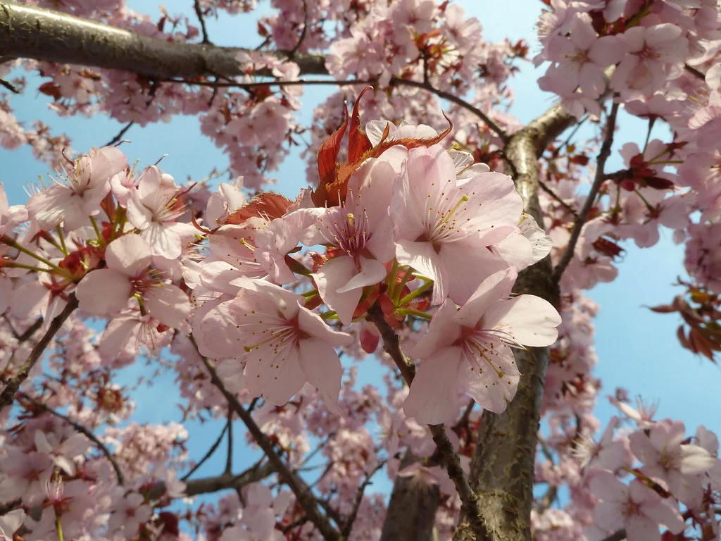 Bourgeons et fleurs de cerisier au printemps, illustrant la gemmothérapie des bourgeons