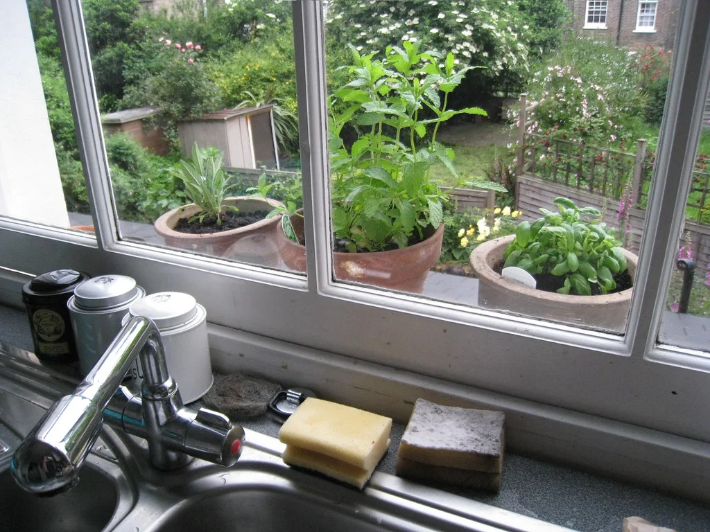 Plantes aromatiques en pot (menthe, basilic, sauge), utilisées en huiles essentielles répulsives