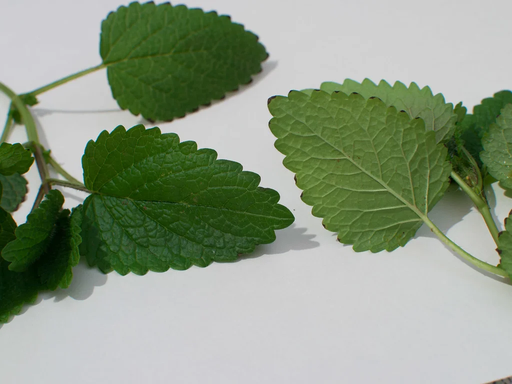 Plante aromatique fraiche, source des huiles essentielles utilisees pour deboucher le nez