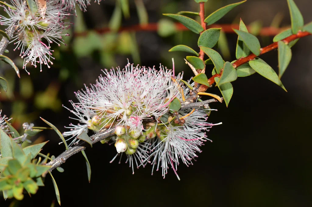 Tea Tree