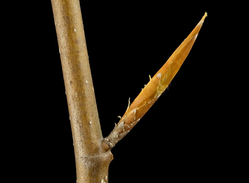 Bourgeon d'arbre en macrophotographie sur fond noir, stade embryonnaire de la plante utilisé en gemmothérapie
