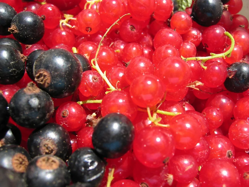 Clusters of redcurrants and blackcurrants, blackcurrant being the reference plant in gemmotherapy for allergic terrain