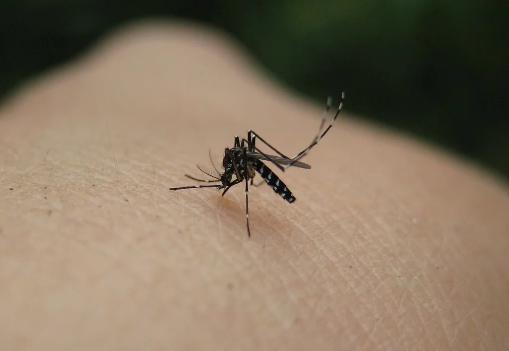 Moustique tigre (Aedes albopictus) en gros plan, principale cible des sprays anti-moustique bio en France