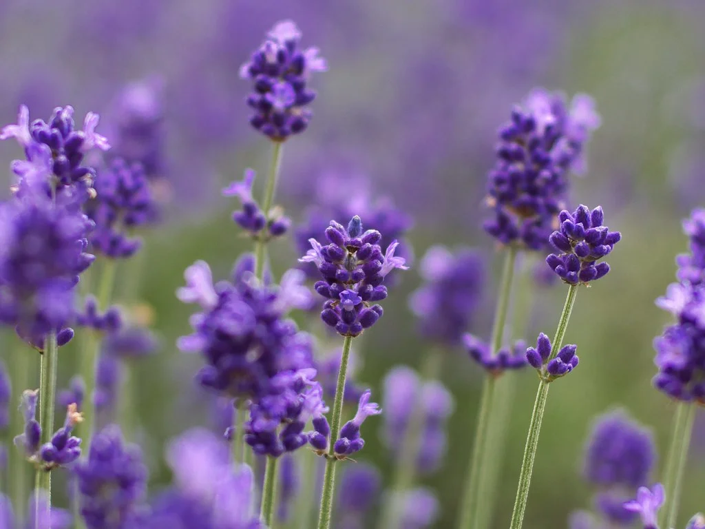 Fleurs de lavande en gros plan, plante apaisante associée à la détente et au sommeil