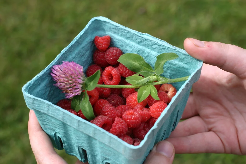 Trefle rouge et framboises, plantes naturelles utilisees dans les complements alimentaires pour la menopause