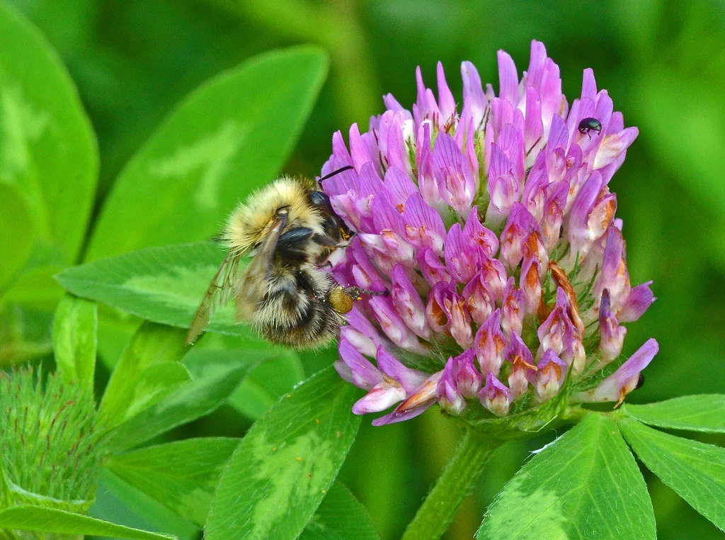 Fleur de trèfle rouge butinée par une abeille, plante utilisée dans les compléments pour la ménopause