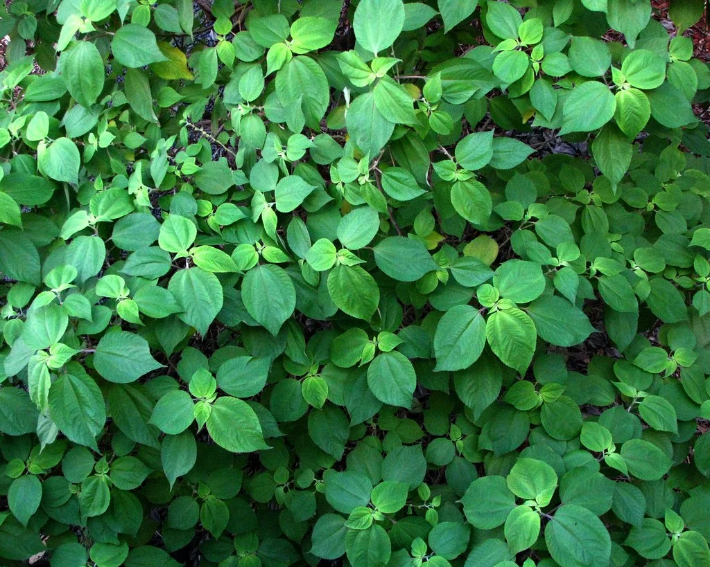 Plantes médicinales et remèdes naturels pour le bien-être féminin et la vitalité