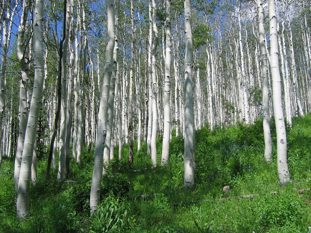 Branches de bouleau libérant du pollen, principale cause d'allergie saisonnière au printemps